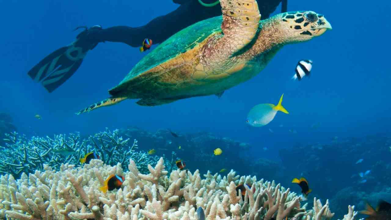 a scuba diver and a turtle swimming in the ocean