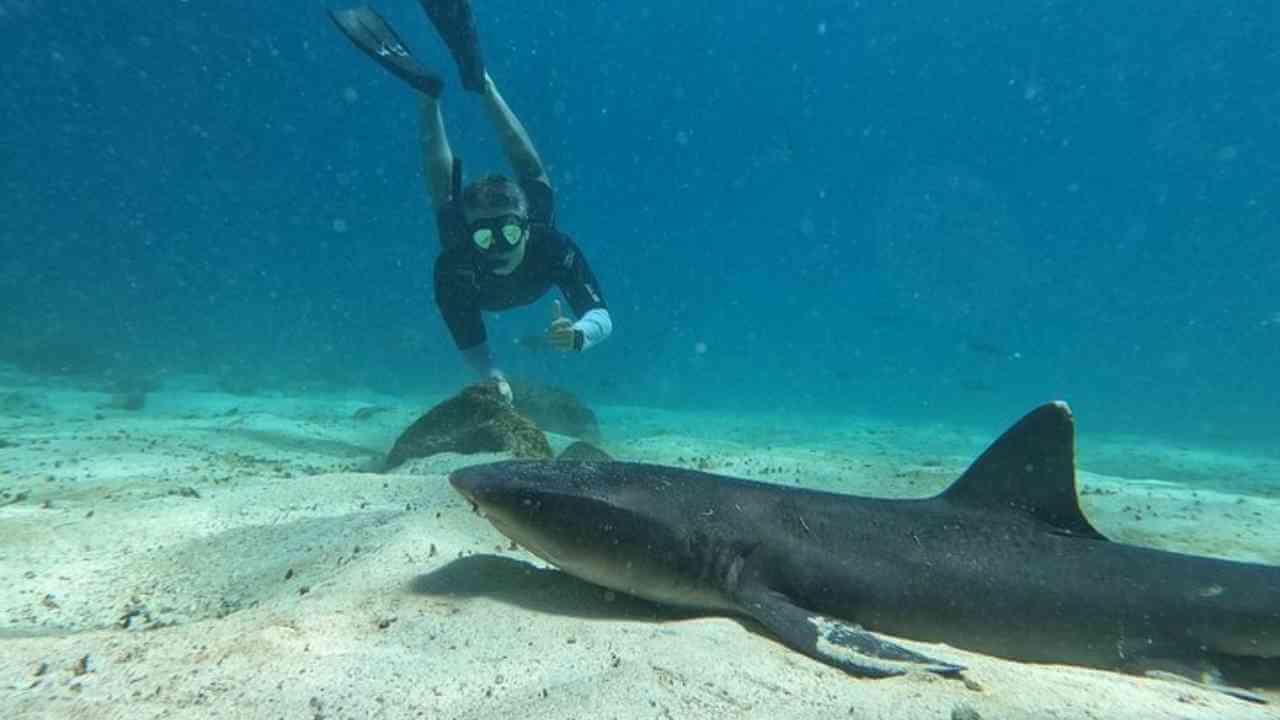 a person swimming next to a shark in the ocean