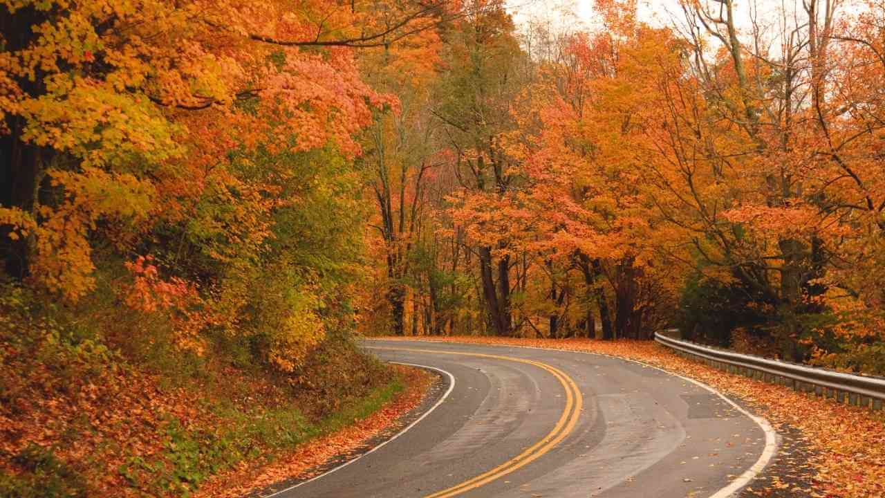 an empty road surrounded by trees in the fall