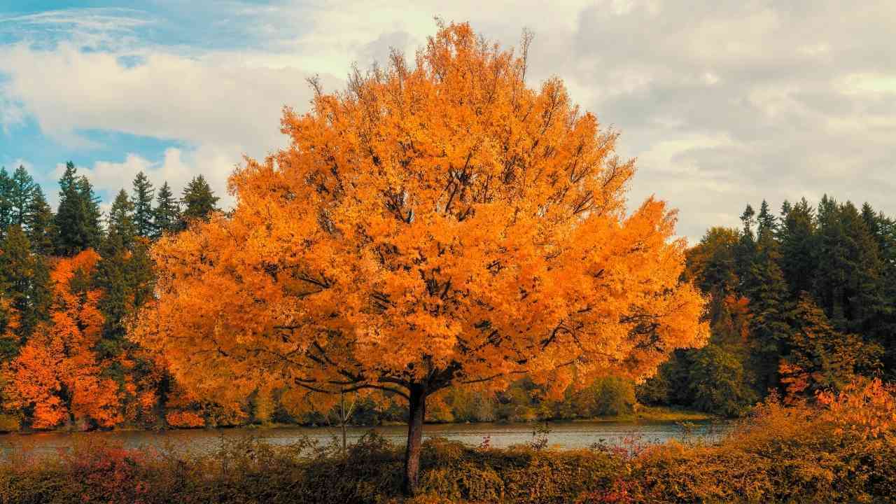 an orange tree stands in front of a body of water