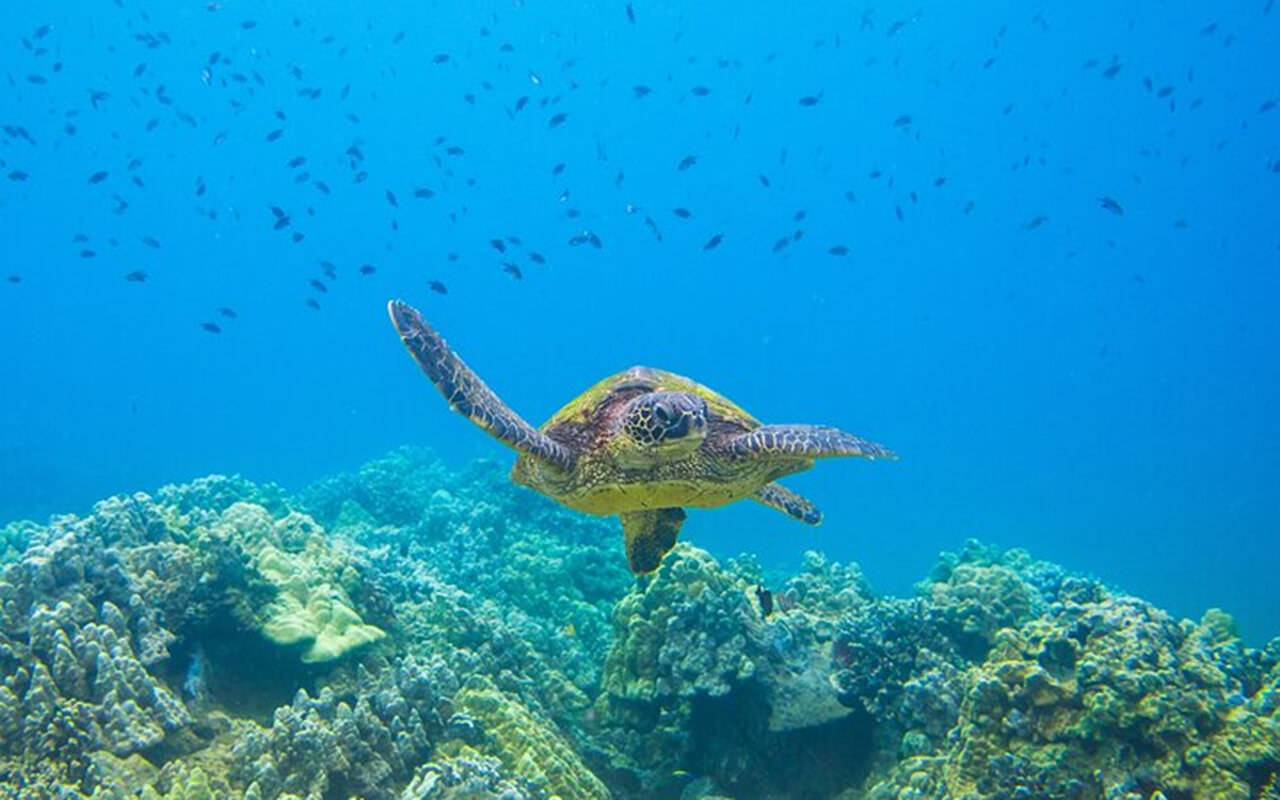 Turtle Town, Maui