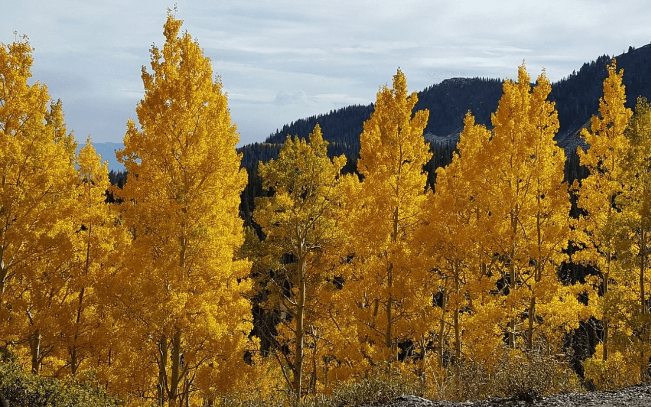 Guardsman Pass Scenic Byway, Utah