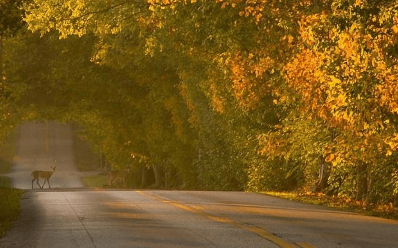 Old Frankfort Pike Road, Lexington, Kentucky