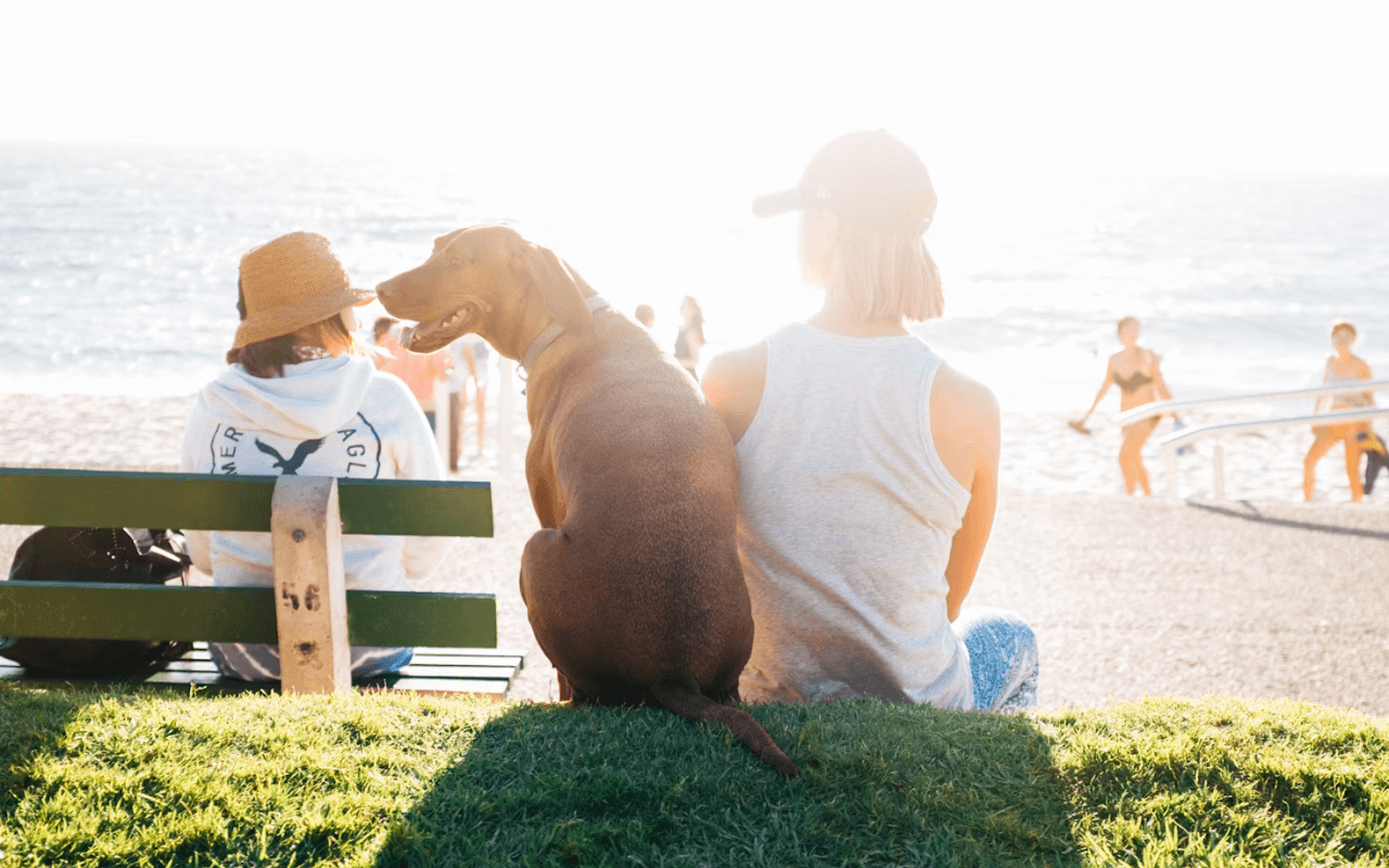 Dog at the beach