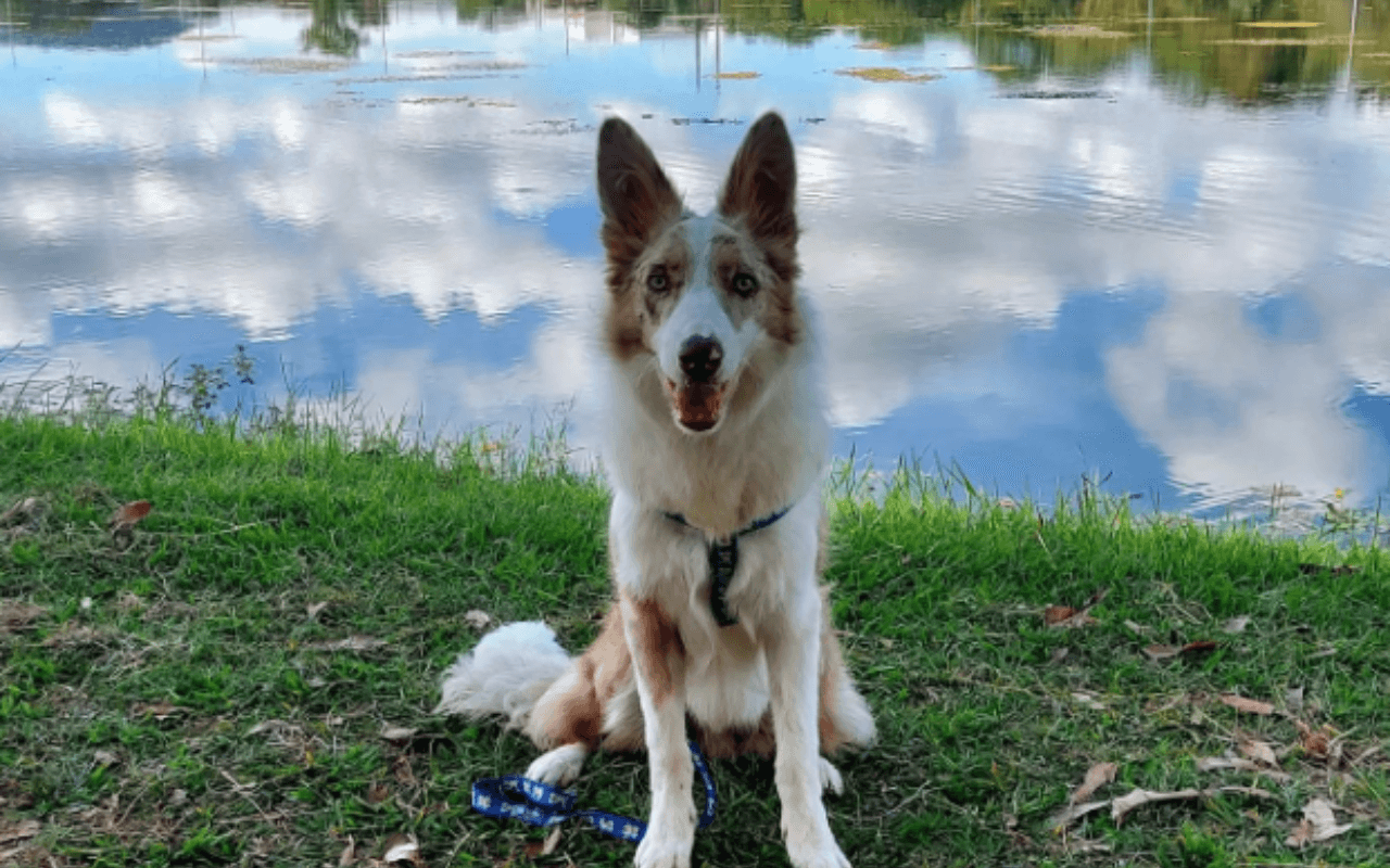 Dog in Madison, Wisconsin