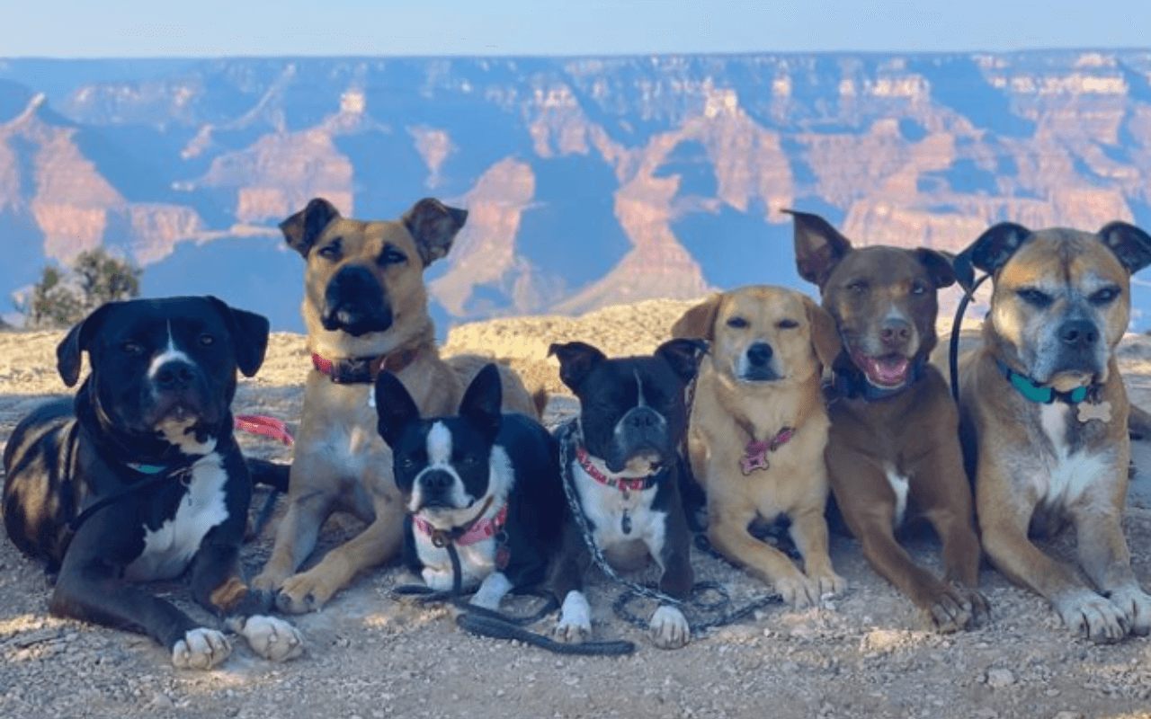 Dogs at the Grand Canyon