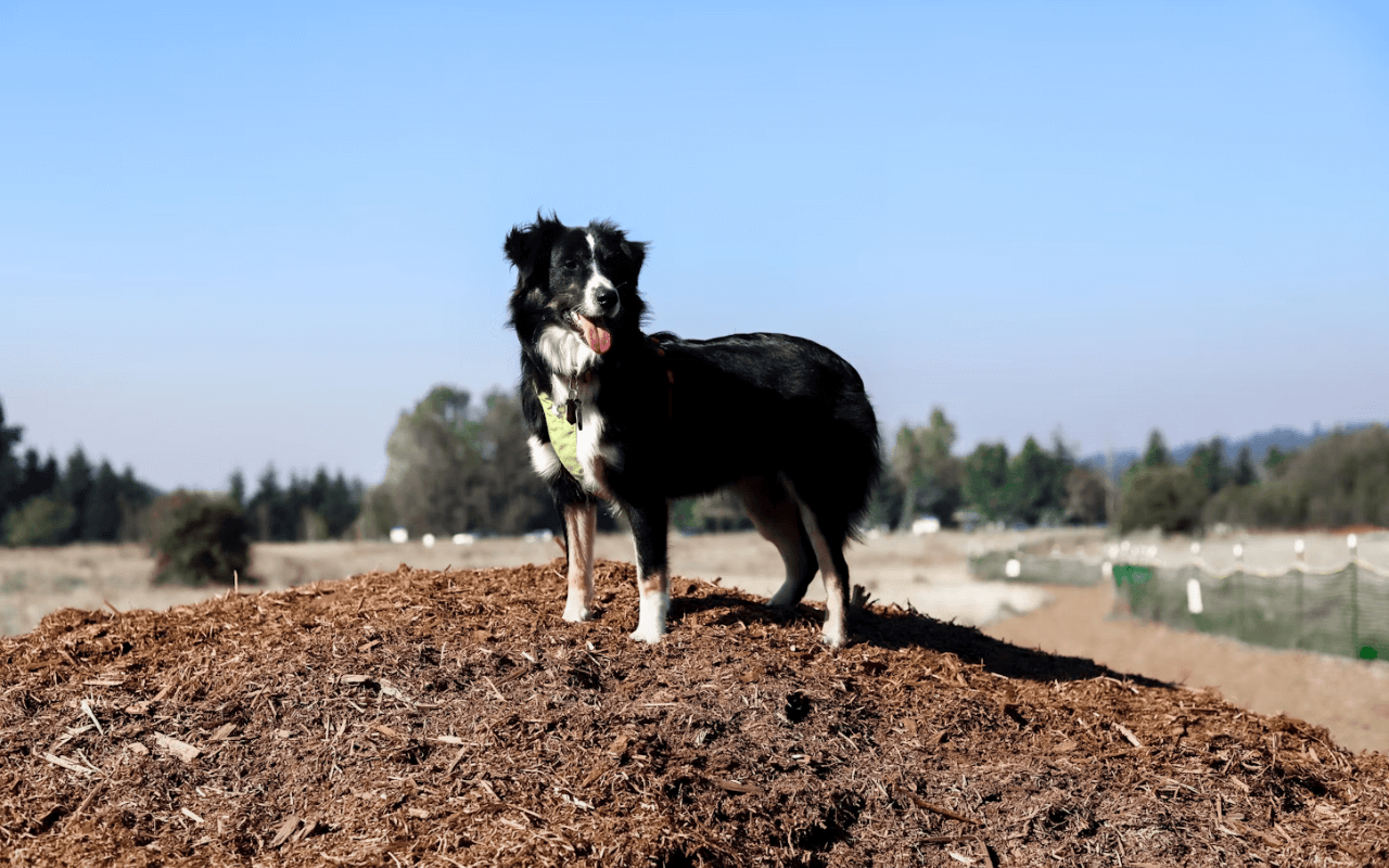 Dog in nature