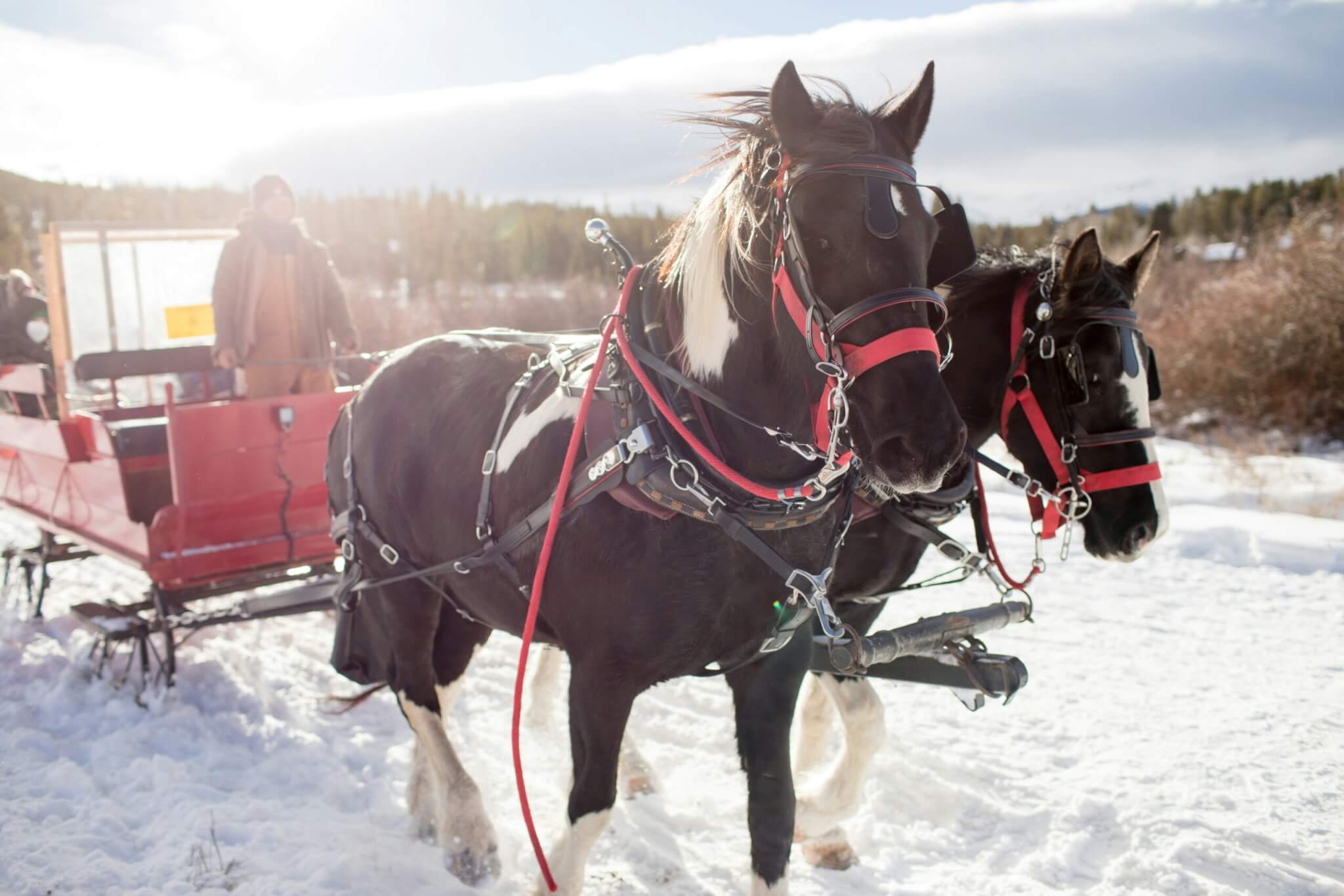 horse-drawn sleigh