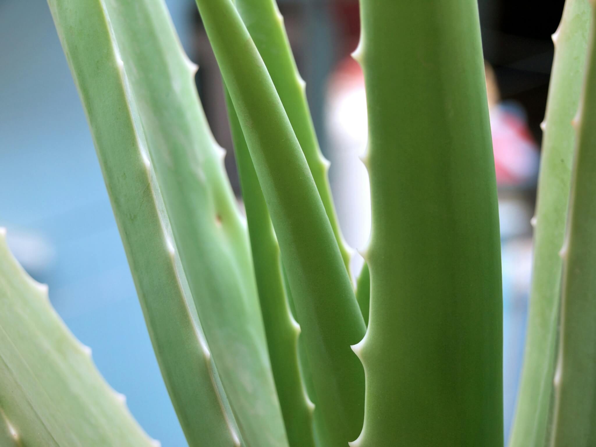 aloe vera