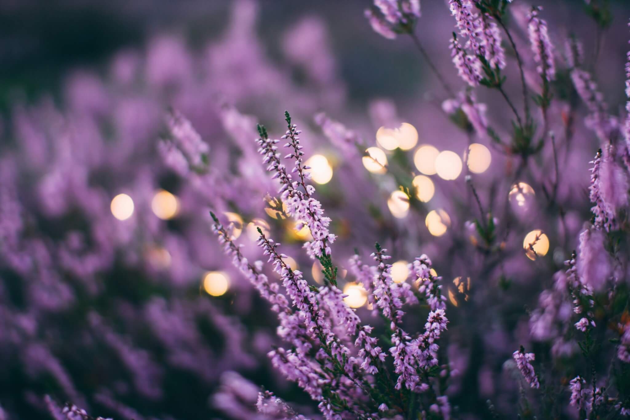 lavender field