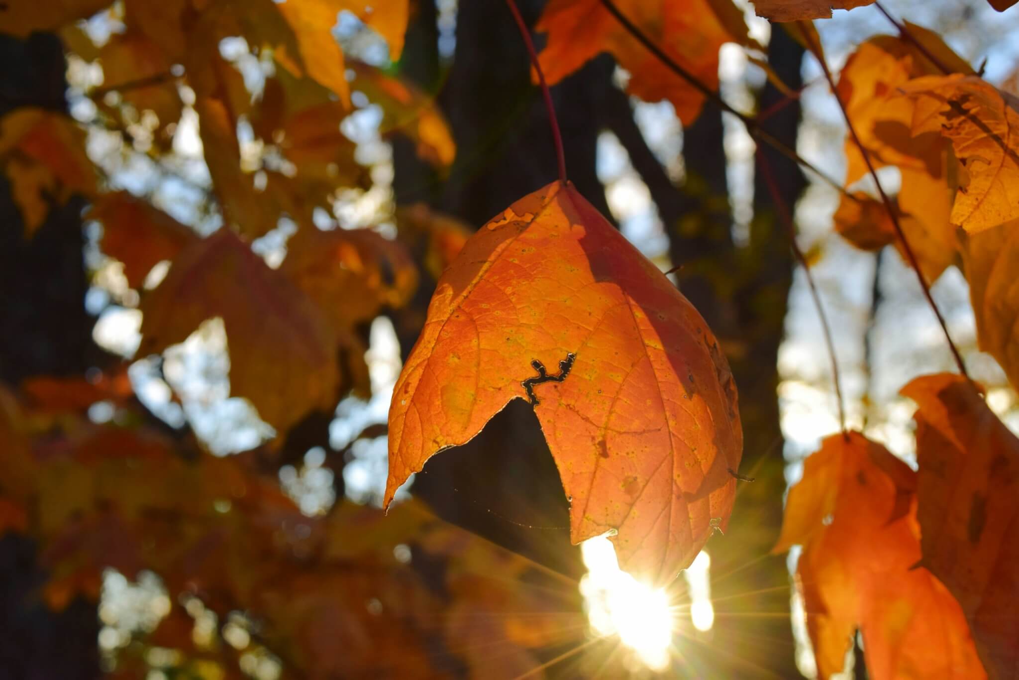 fall leaves