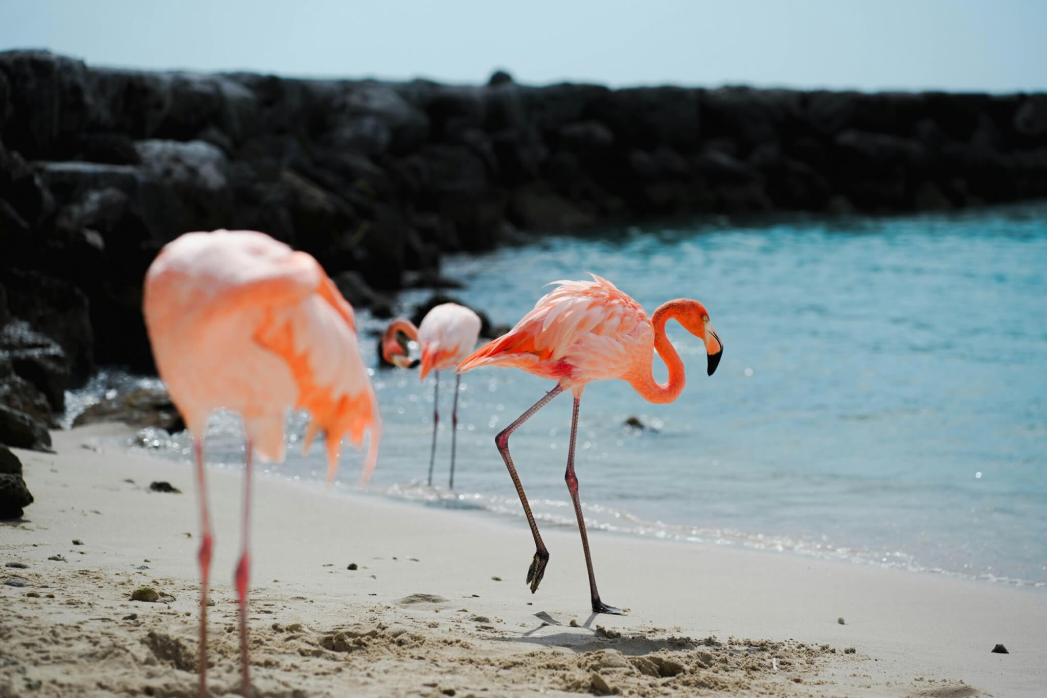 flamingos on the beach