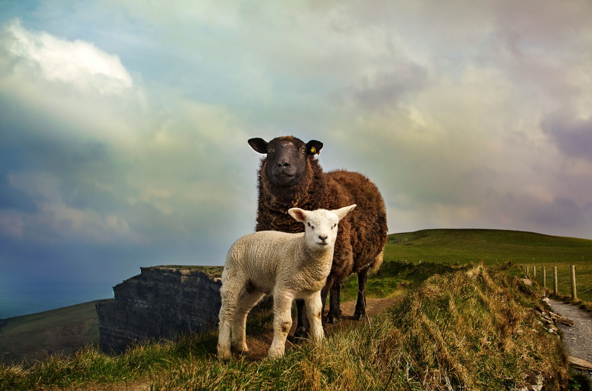 two sheep in ireland