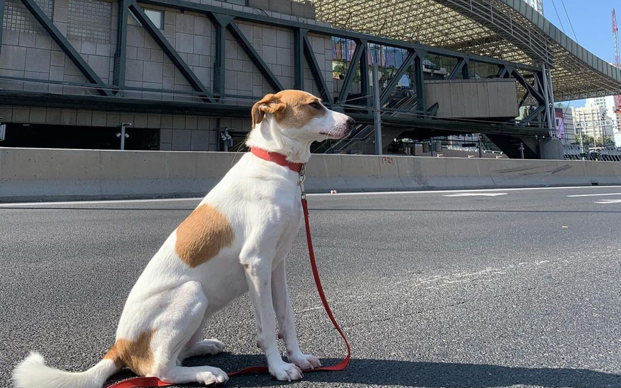 Dog in Tel Aviv