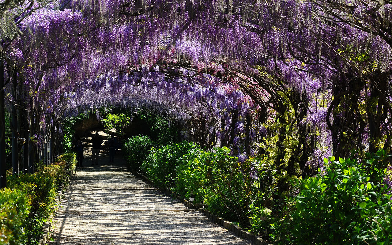 Beautiful Blooming wisteria tunnels at Bardini gardens (Giardini Bardini) in Florence, Tuscany, Italy.