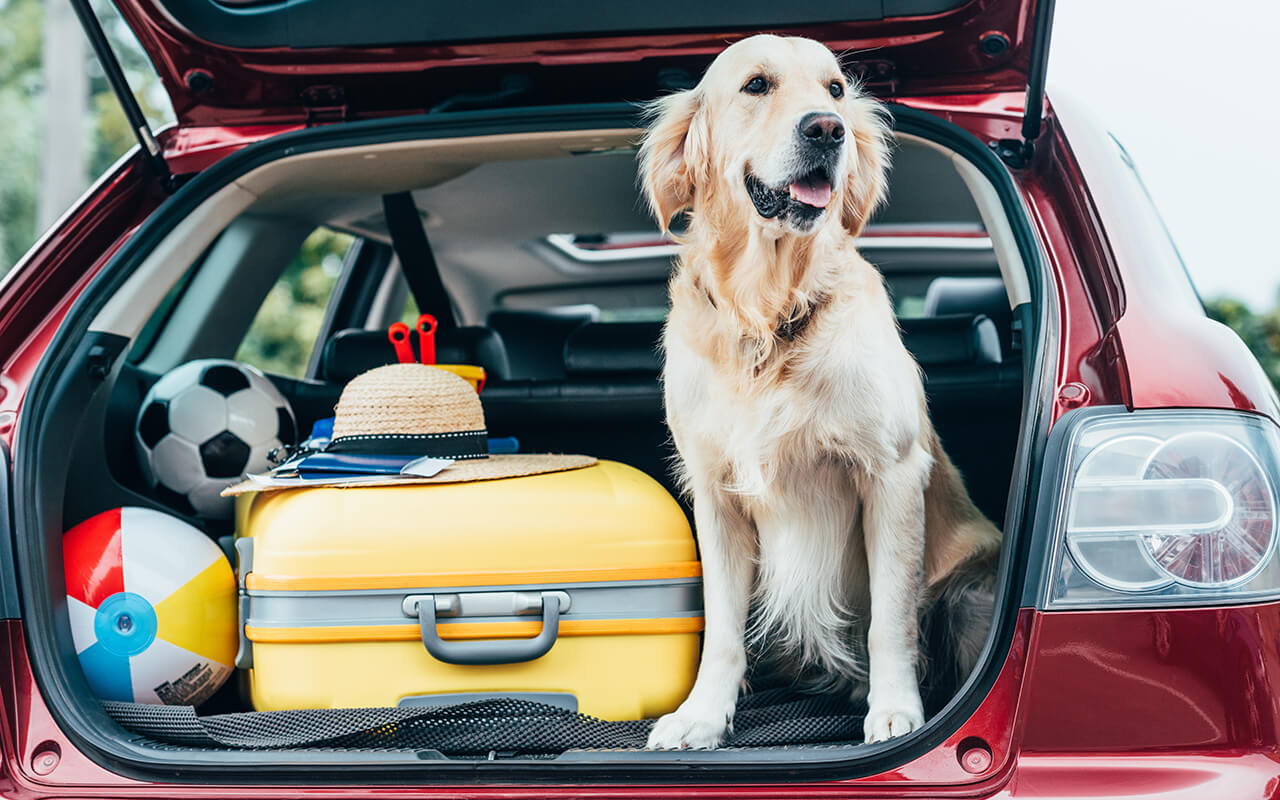 Dog in a car with suitcases 