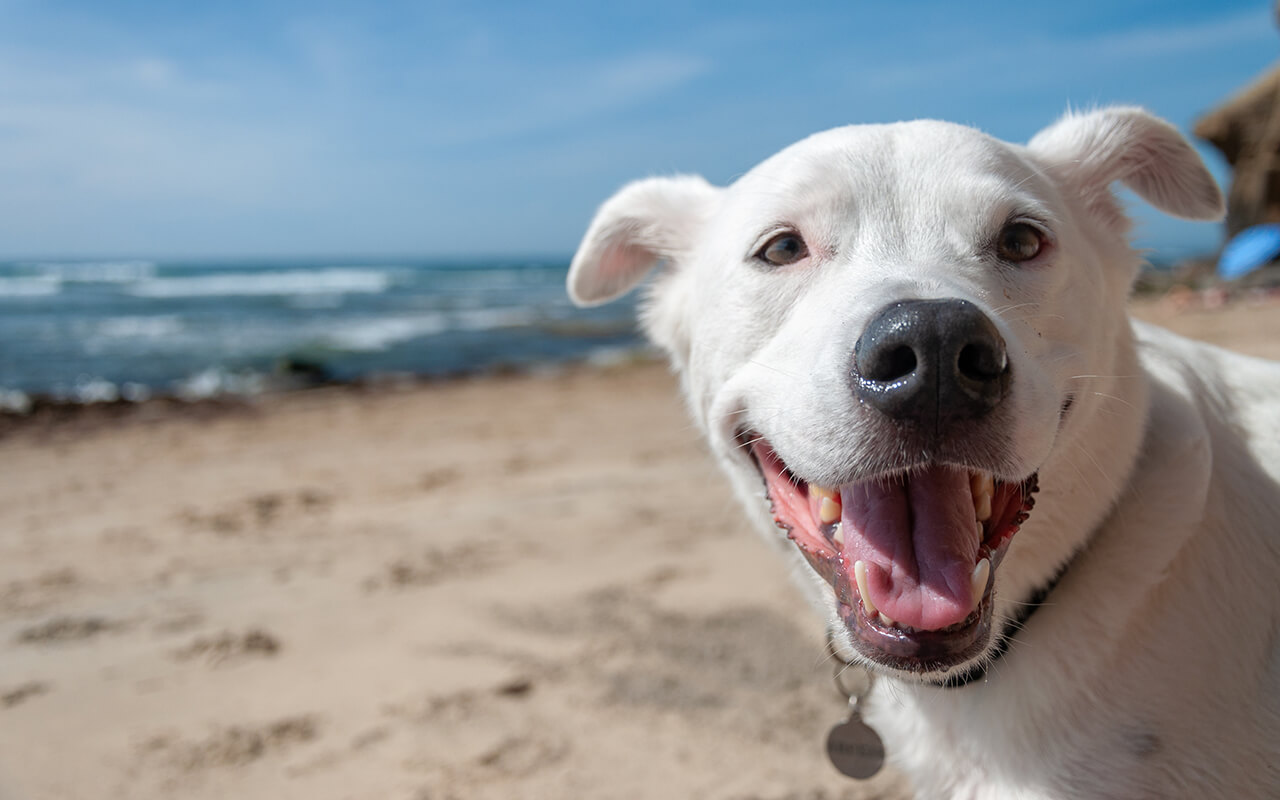 Happy dog on the beach