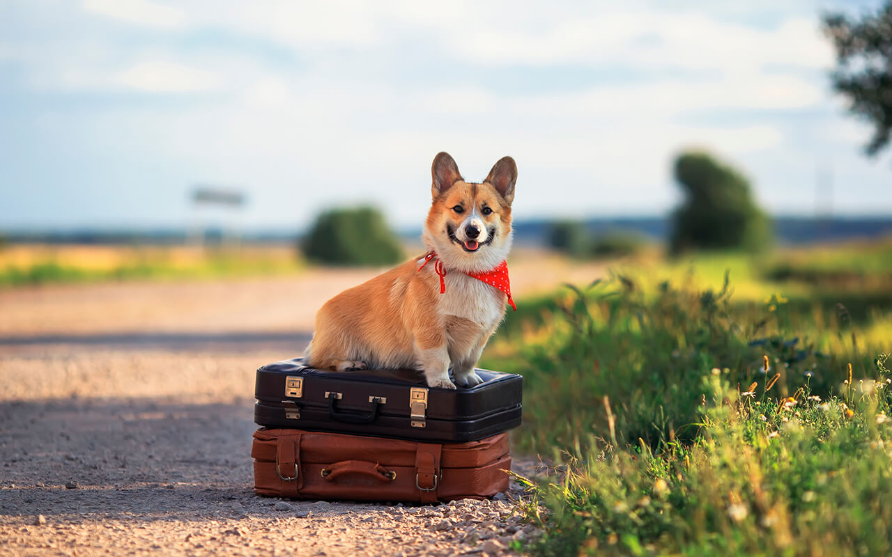 Dog sitting on suitcases