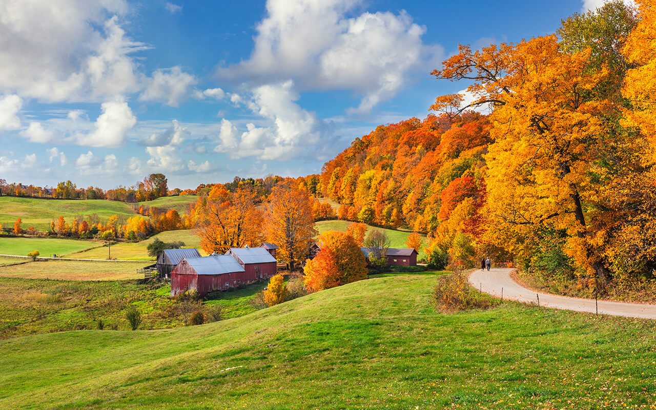 Brilliant golden fall colors in Vermont Countryside farm during Autumn near Woodstock