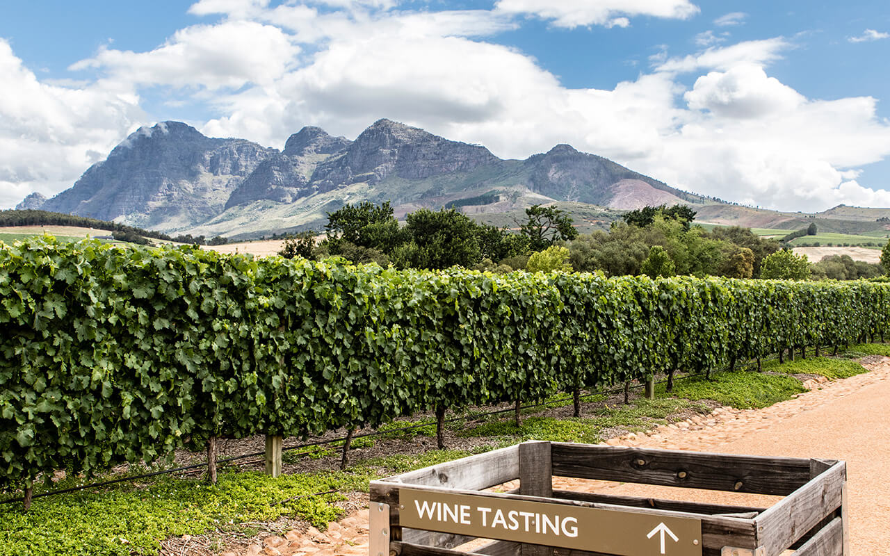 Vineyards in the Stellenbosch winery area, Western Cape, South Africa, Africa