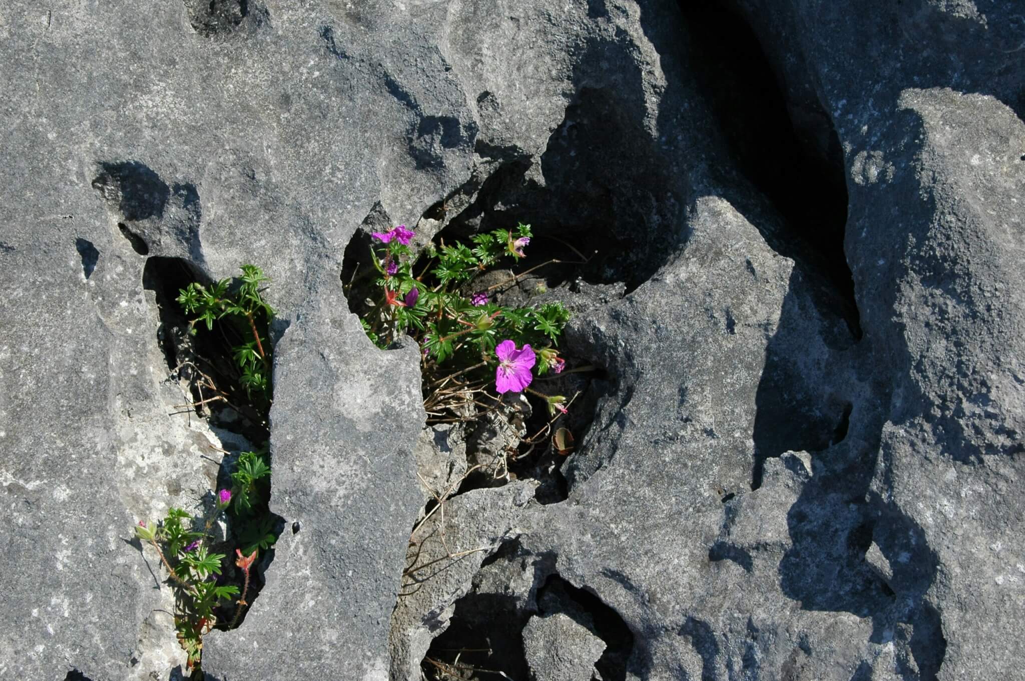 the burren