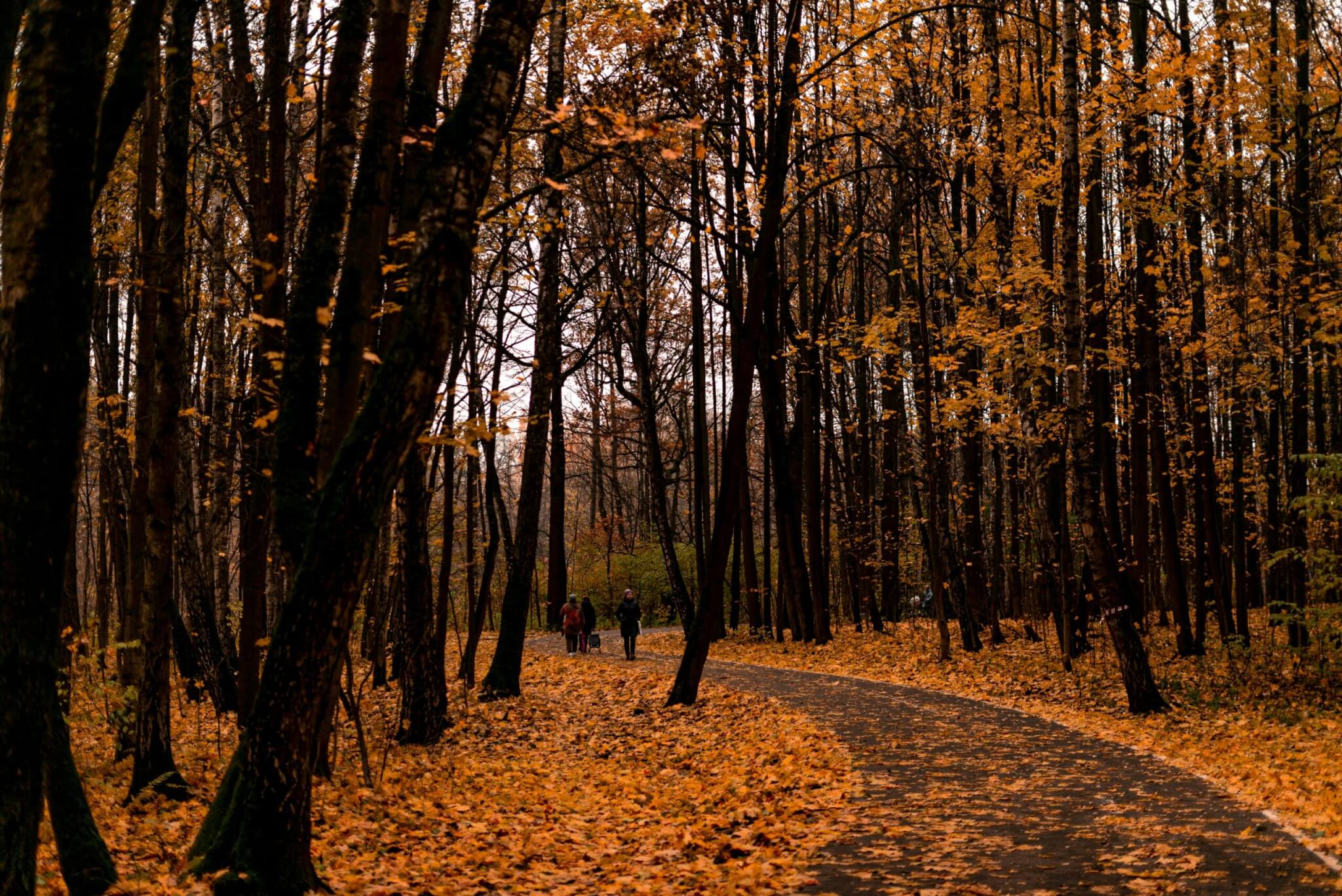 fall leaves