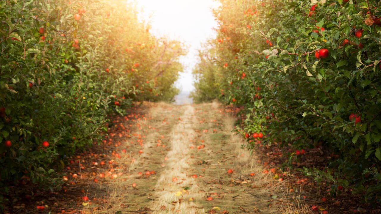 an apple orchard with red apples on the ground