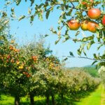 an apple orchard with lots of fruit on the trees