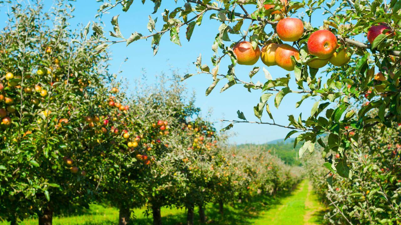 an apple orchard with lots of fruit on the trees