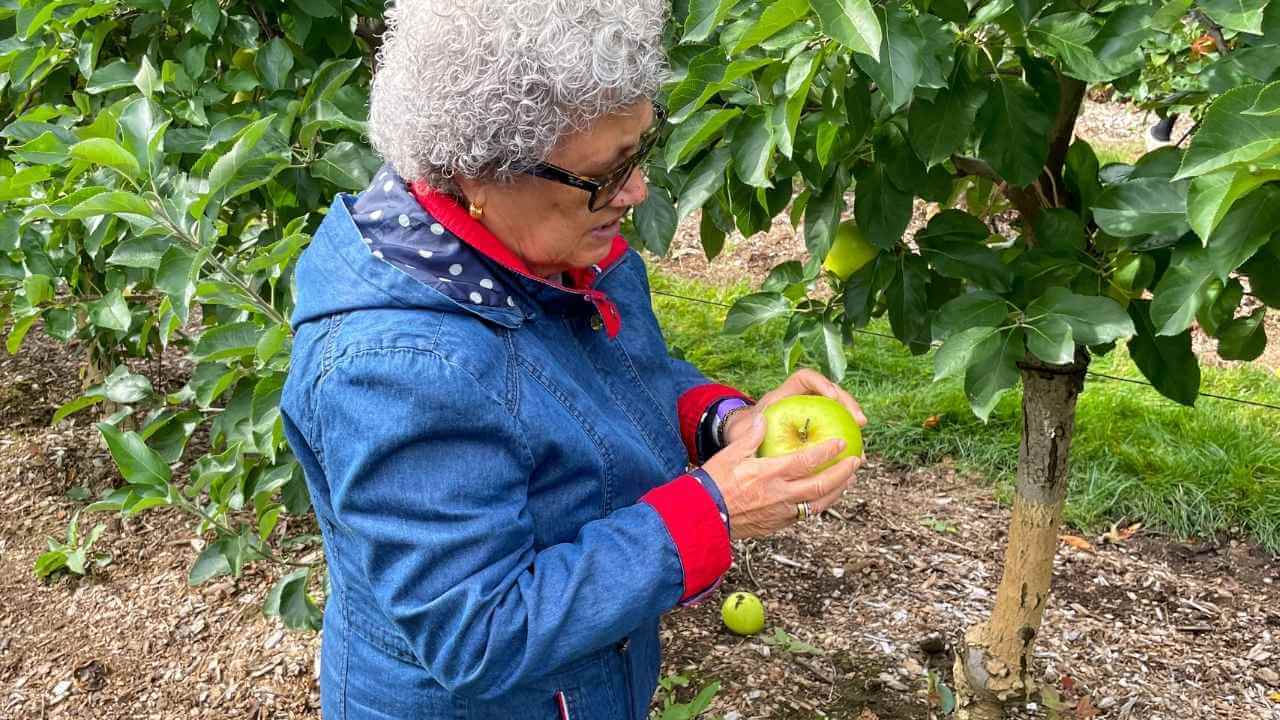 a person picking an apple from a tree