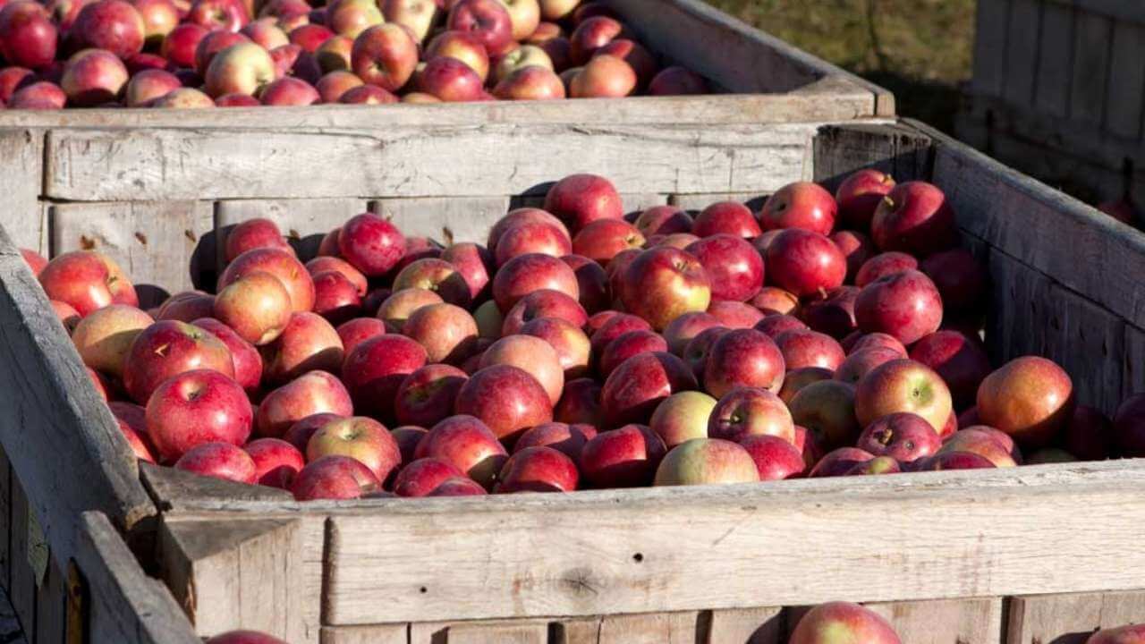 apples in wooden crates on the ground