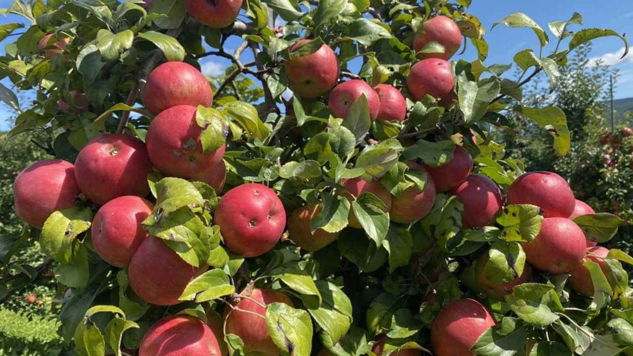 an apple tree with many red apples on it