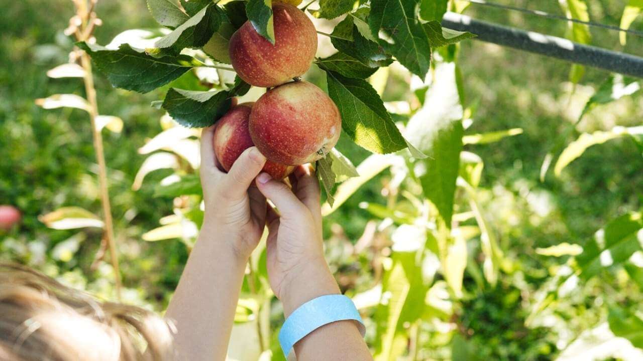 a child picking apples from an apple tree