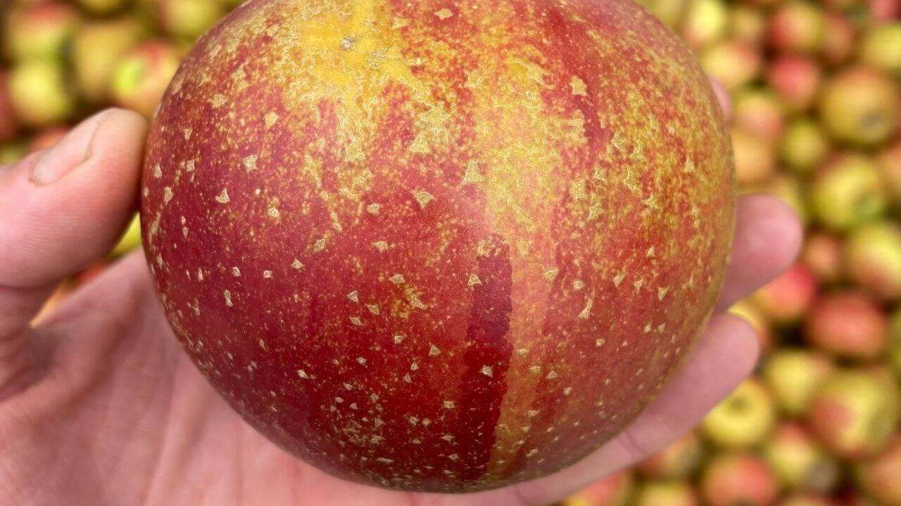 a person holding a red and yellow apple in front of a bunch of apples