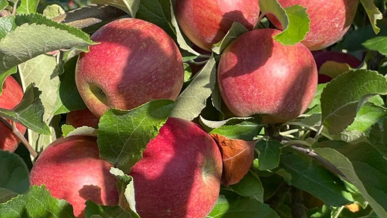 an apple tree with many red apples on it