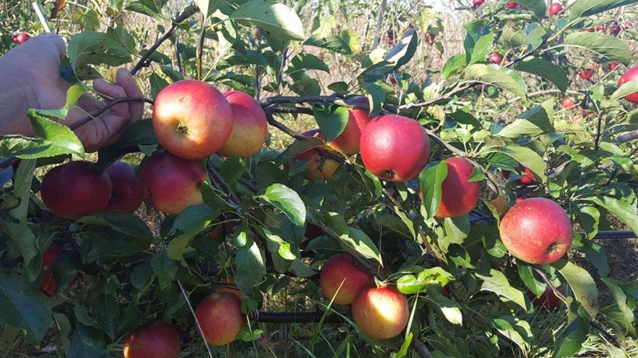 an apple tree with red and green apples on it