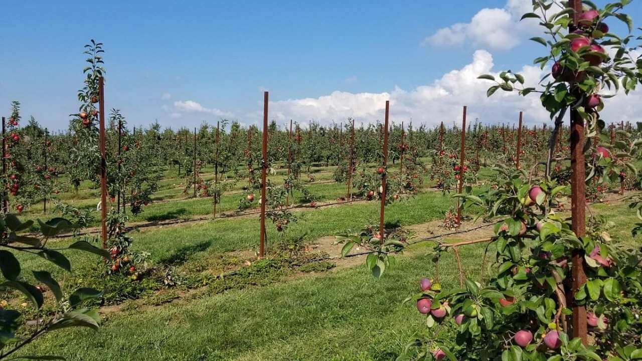 rows of apple trees in an orchard with a blue sky in the background