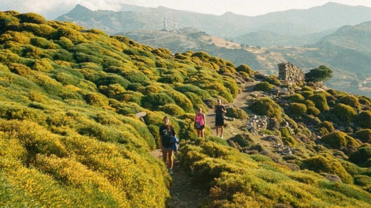 a group of people hiking up a mountain with yellow flowers