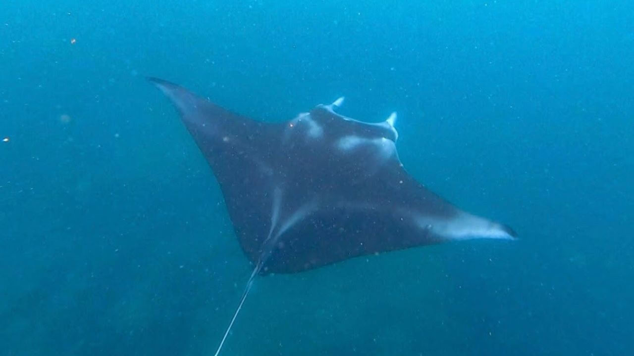 a manta ray swimming in the ocean