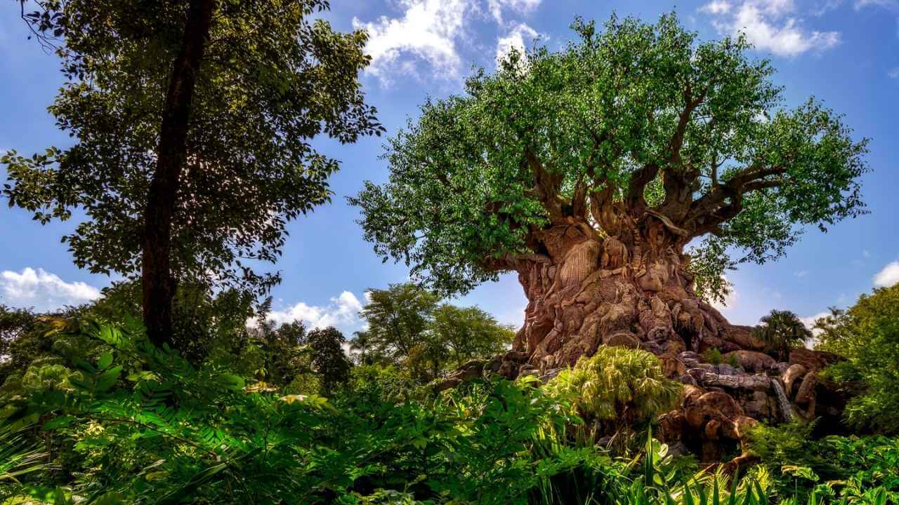 the tree of life at disney's animal kingdom