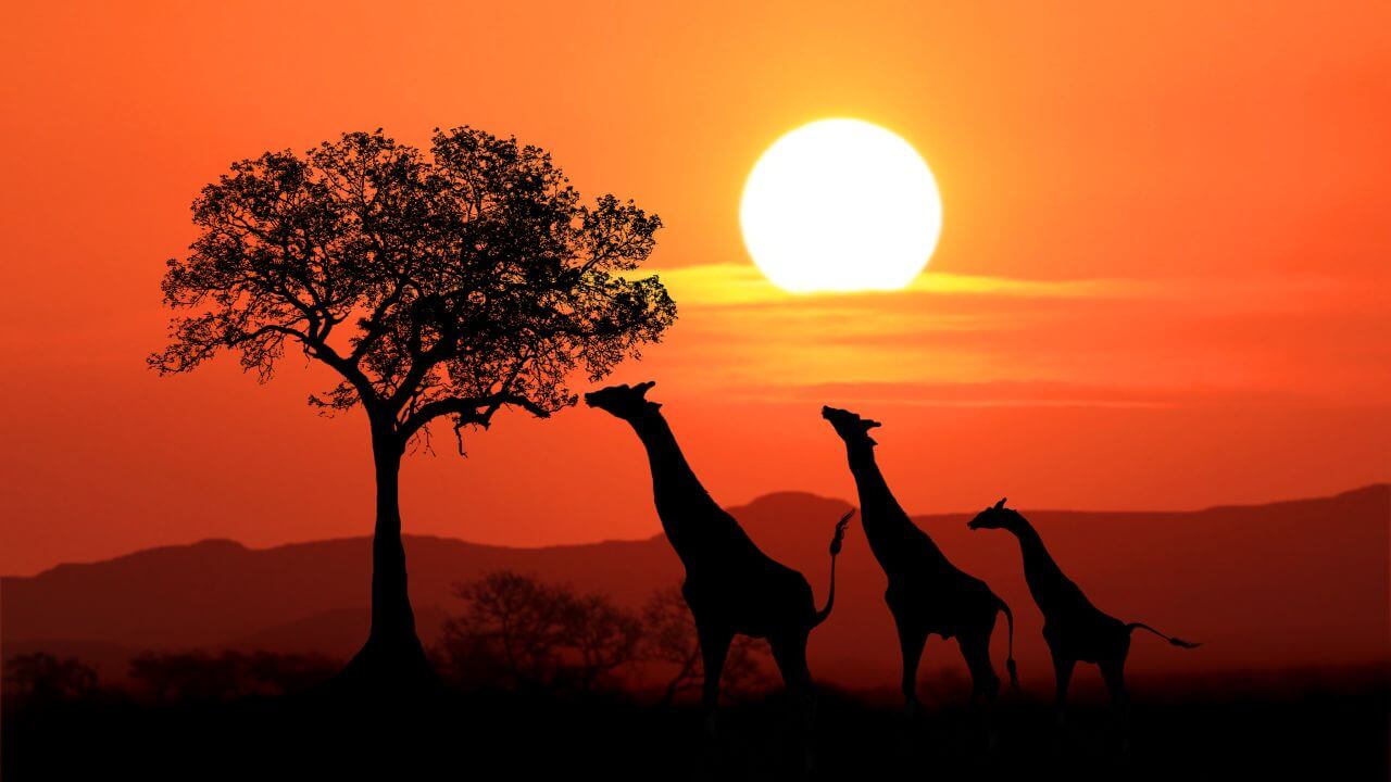 silhouette of giraffes at sunset - africa stock videos & royalty-free footage