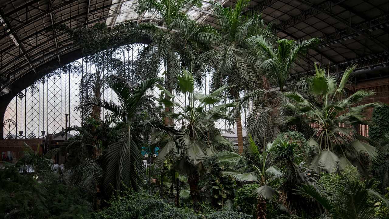 palm trees in the atrium of a building