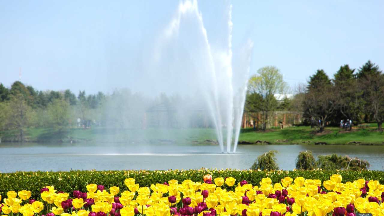 a fountain in front of a lake with yellow and red tulips