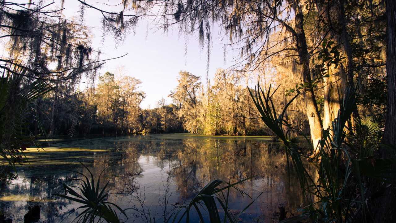 a swamp in the middle of a forest with spanish moss hanging from the trees