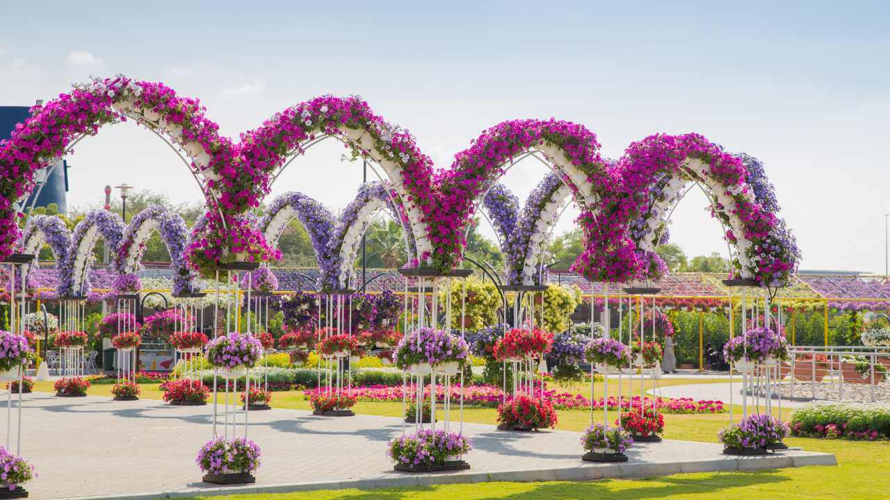 a flower garden with lots of purple flowers