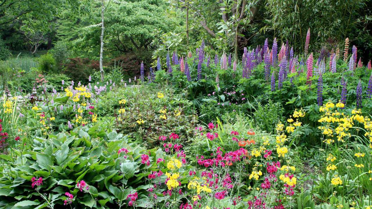 a garden full of colorful flowers and shrubs