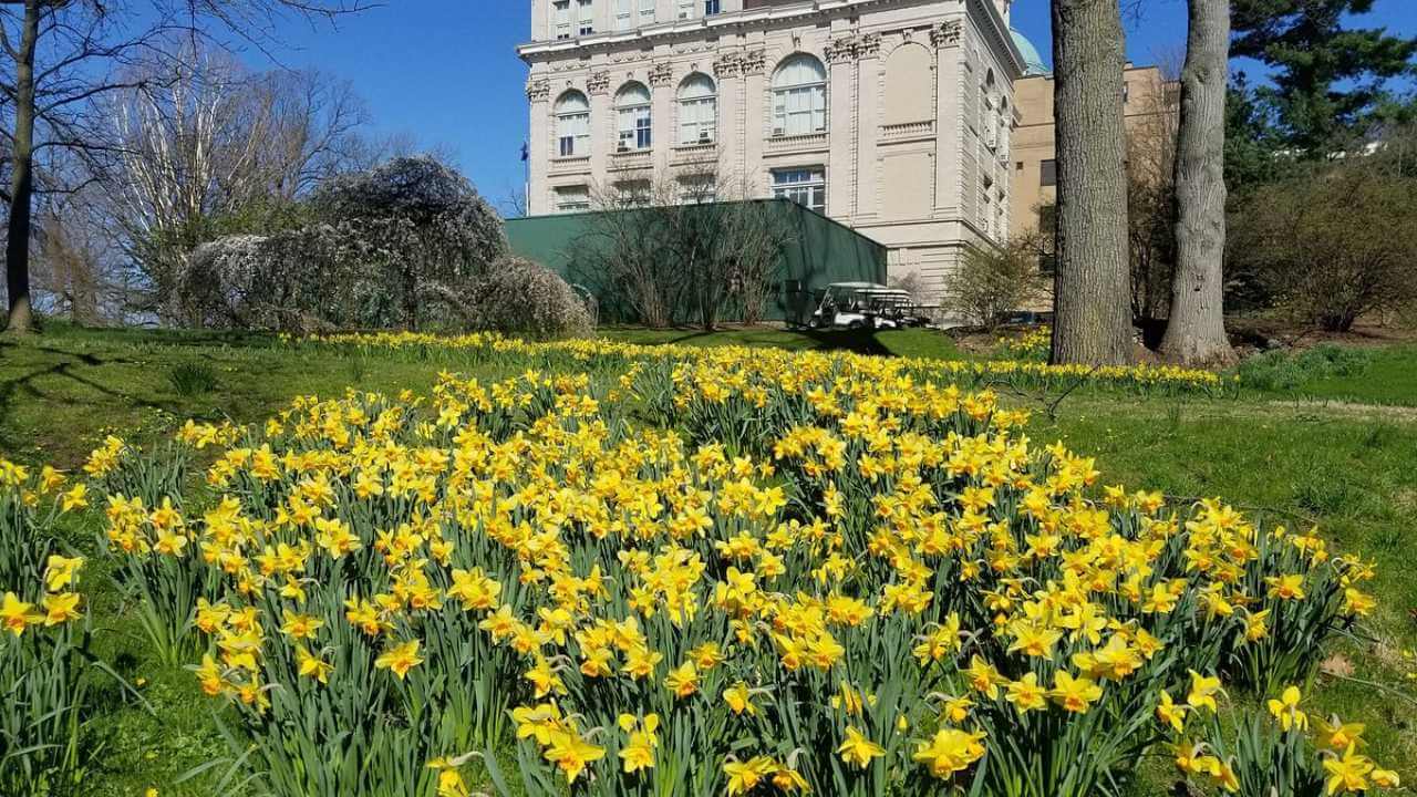 yellow daffodils in front of a large building