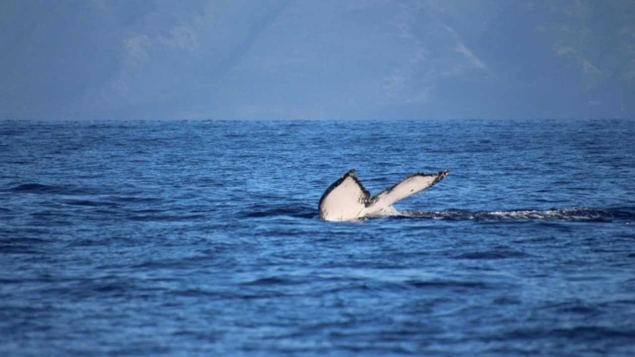 a humpback whale breaching in the ocean with mountains in the background