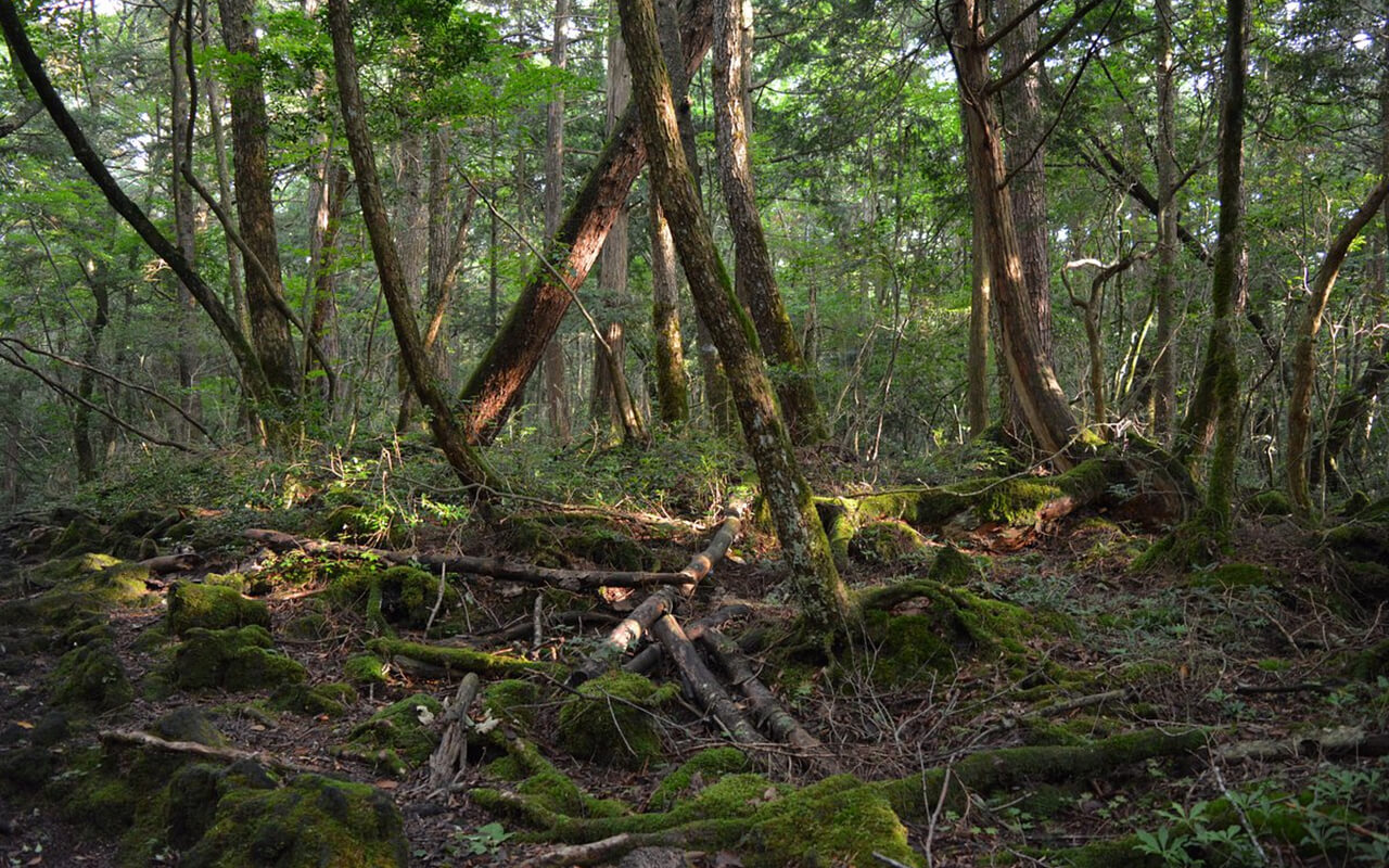 Aokigahara Forest – Japan