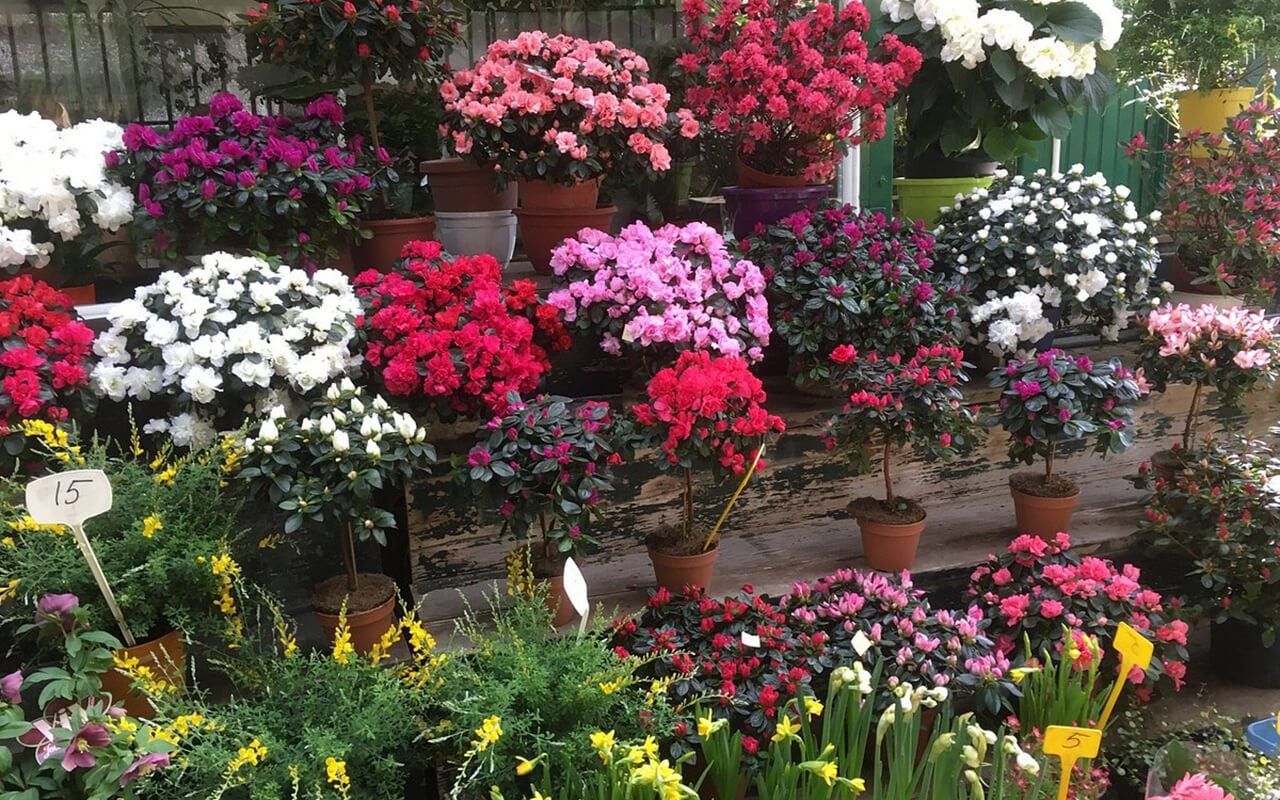 Île de la Cité Flower Market